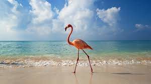 beach flamingo walk