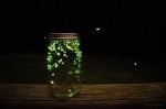 LightningBugs2