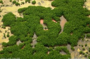 mangrove aerial