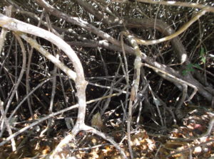 mangrove garbage
