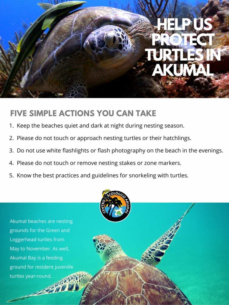 Turtle Season Reminders - AkumalNow